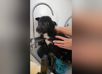 Louis - verspielter, vorsichtiger Welpe