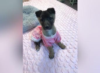 Lumi - verspieltes, freundliches Welpenmädchen sucht ein Zuhause