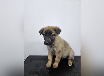 Ella - verspieltes Welpenmädchen sucht ein Zuhause