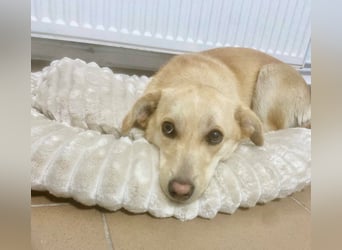 Remi - sanfte, freundliche 8 Monate alte Hündin sucht liebevolles Zuhause