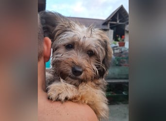 Cindy - kleine Herzensbrecherin sucht ein Zuhause