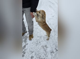 Remi - sanfte, freundliche 8 Monate alte Hündin sucht liebevolles Zuhause