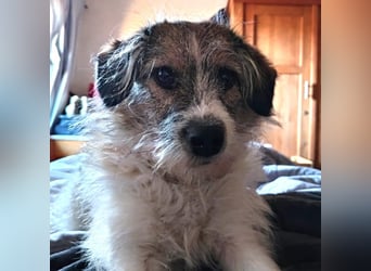 Giulia - junge, verspielte Hündin sucht dringend ein neues Zuhause