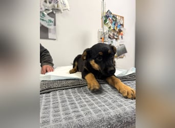 Pusha - 4 Monate junges, fröhliches, liebes Hundemädchen sucht ein Zuhause