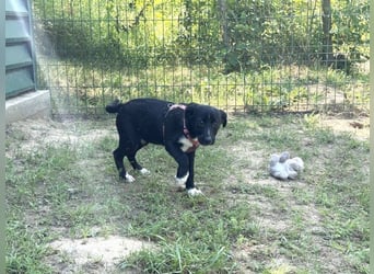 Shelley die kleine Zaubermaus sucht ein Zuhause