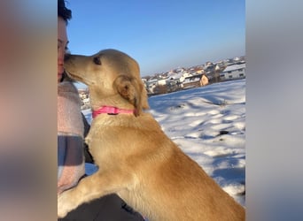 Remi - sanfte, freundliche 8 Monate alte Hündin sucht liebevolles Zuhause