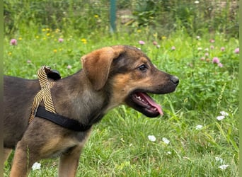 Kylie - neugieriges, verspieltes Welpen-Mädchen