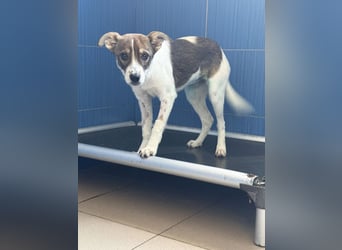 Amelia - ängstliches, aber neugieriges Welpenmädchen sucht ein Zuhause