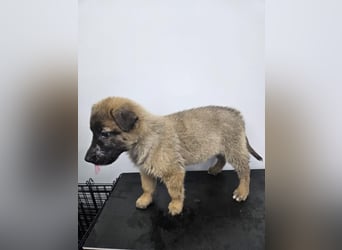 Ella - verspieltes Welpenmädchen sucht ein Zuhause