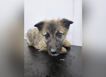 Kaya - verspieltes Welpenmädchen sucht liebevolles Zuhause