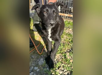 Louis - ruhiger, vorsichtiger Hundejunge sucht ein Zuhause