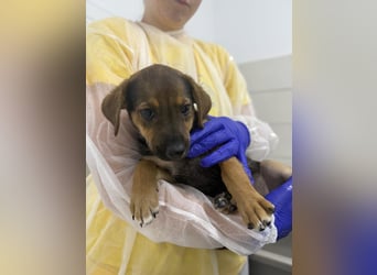Kylie - neugieriges, verspieltes Welpen-Mädchen