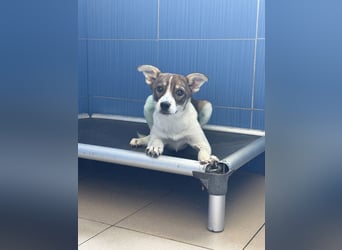 Amelia - ängstliches, aber neugieriges Welpenmädchen sucht ein Zuhause