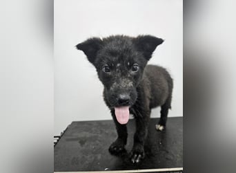 Kalea - freundliches Welpenmädchen sucht liebevolles Zuhause