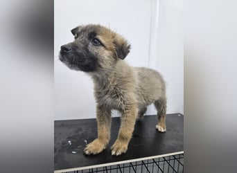 Oskar - aufgeweckter Welpe sucht ein Zuhause