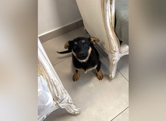 Pusha - 4 Monate junges, fröhliches, liebes Hundemädchen sucht ein Zuhause