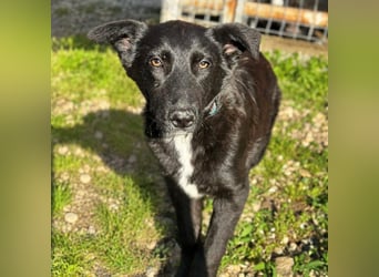 Louis - ruhiger, vorsichtiger Hundejunge sucht ein Zuhause