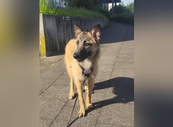 Grace - verspielte, freundliche junge Hündin auf PS in Mönchengladbach