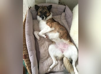 Tina - liebe Hündin sucht ihr Glück als Zweithund / z.Zt. in 93170 Bernhardswald