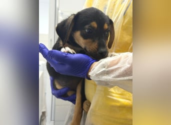 Kendall - verspieltes, neugieriges Welpen-Mädchen