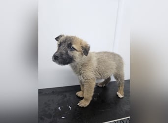 Oskar - aufgeweckter Welpe sucht ein Zuhause