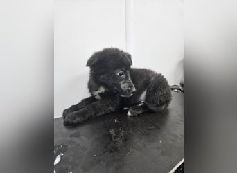 Louis - verspielter, vorsichtiger Welpe