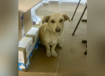 Remi - sanfte, freundliche 8 Monate alte Hündin sucht liebevolles Zuhause