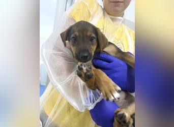Kylie - neugieriges, verspieltes Welpen-Mädchen