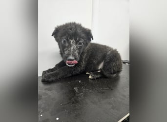 Louis - verspielter, vorsichtiger Welpe