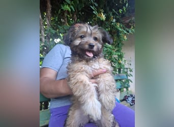 Cindy - kleine Herzensbrecherin sucht ein Zuhause