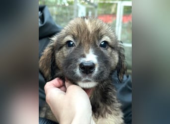 Nami - welpentypisch verspielte Hündin sucht ein Zuhause / ab Mitte Dez. auf PS in 60... Frankfurt