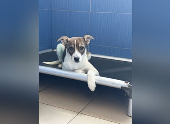 Amelia - ängstliches, aber neugieriges Welpenmädchen sucht ein Zuhause