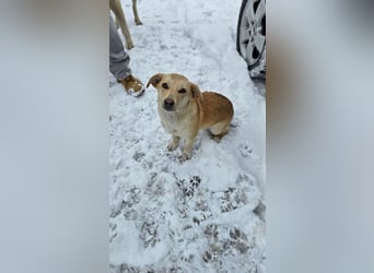 Remi - sanfte, freundliche 8 Monate alte Hündin sucht liebevolles Zuhause