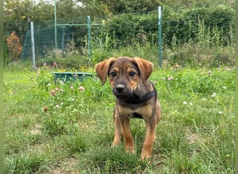 Kylie - neugieriges, verspieltes Welpen-Mädchen