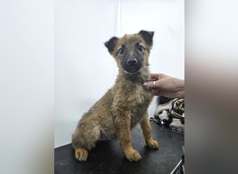 Mey - fröhliches, neugieriges Welpenmädchen sucht ein Zuhause