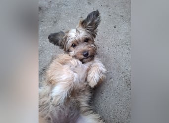 Cindy - kleine Herzensbrecherin sucht ein Zuhause