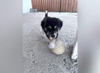 Sunny - lustiges, verspieltes Welpen-Mädchen