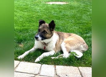 Tina - liebe Hündin sucht ihr Glück als Zweithund / z.Zt. in 93170 Bernhardswald