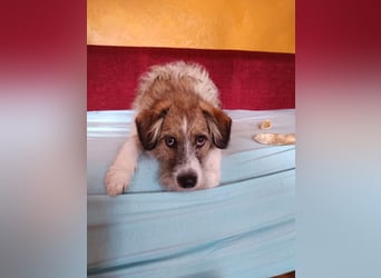 Giulia - junge, verspielte Hündin sucht dringend ein neues Zuhause