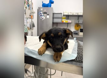 Pusha - 4 Monate junges, fröhliches, liebes Hundemädchen sucht ein Zuhause