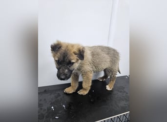 Oskar - aufgeweckter Welpe sucht ein Zuhause