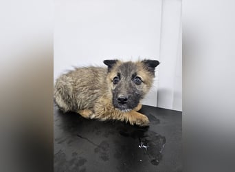 Kaya - verspieltes Welpenmädchen sucht liebevolles Zuhause