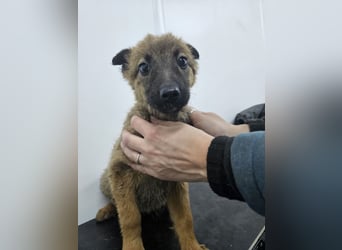 Mey - fröhliches, neugieriges Welpenmädchen sucht ein Zuhause