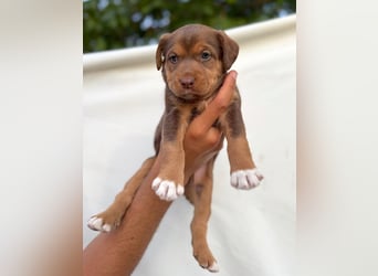 Kuma - welpentypisch aktive, verspielte Husky-Mix Hündin / z.Zt. noch in Rumänien