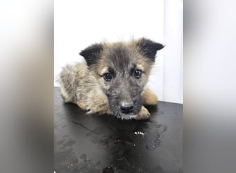 Kaya - verspieltes Welpenmädchen sucht liebevolles Zuhause