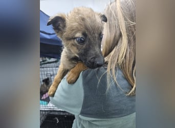 Mey - fröhliches, neugieriges Welpenmädchen sucht ein Zuhause