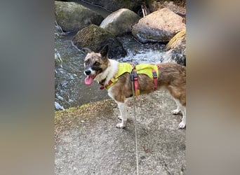 Tina - liebe Hündin sucht ihr Glück als Zweithund / z.Zt. in 93170 Bernhardswald