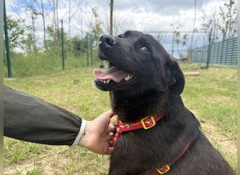 Saffy - menschenbezogene junge Hündin möchte endlich ankommen