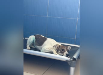 Amelia - ängstliches, aber neugieriges Welpenmädchen sucht ein Zuhause