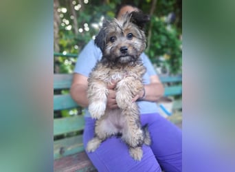 Cindy - kleine Herzensbrecherin sucht ein Zuhause